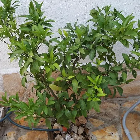 דירה Nada *