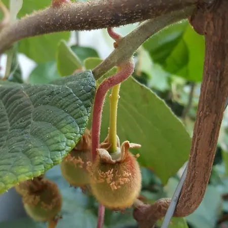 Appartamento Nada Novi Vinodolski